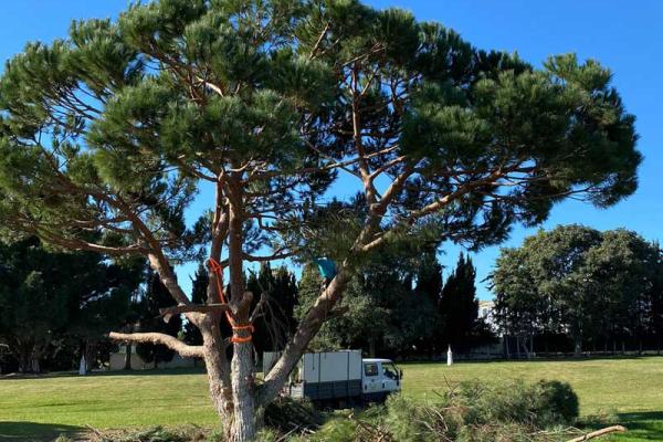 Limpeza de pinheiros